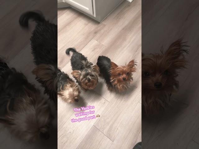 The Yorkies always wanting my food lol 