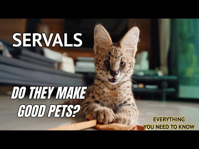 Serval Cats: Do They make good pets?  [2022]