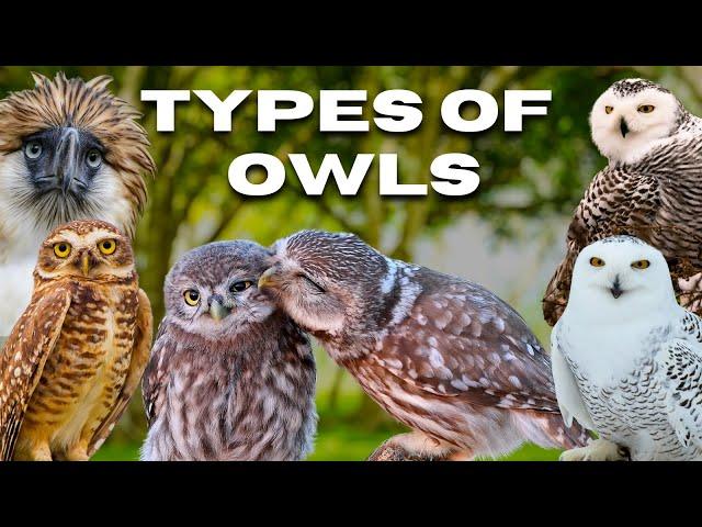 All Species of Wild 𝗢𝘄𝗹𝘀 | 𝗢𝘄𝗹𝘀 𝘁𝘆𝗽𝗲𝘀 | #owls #birds