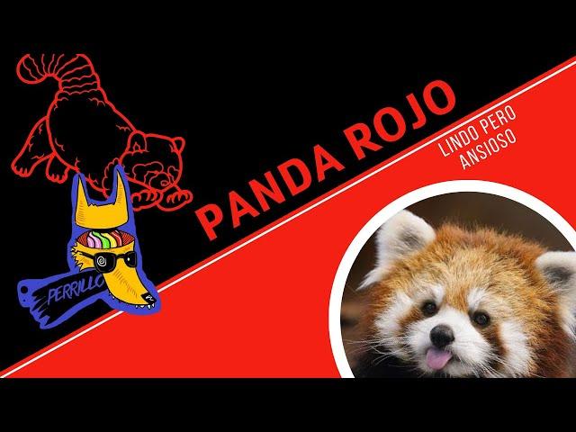 Pandas Rojos: 10 minutos de dopamina. | Ep 48 | CULTURA COLMILLUDA