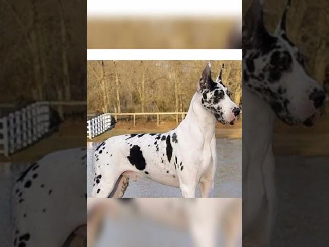 #hash great dane dog by pet lover video 1