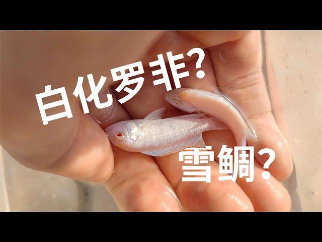 白化罗非鱼？雪鲷？三湖慈鲷？在我们这边都叫罗非，红色眼睛？