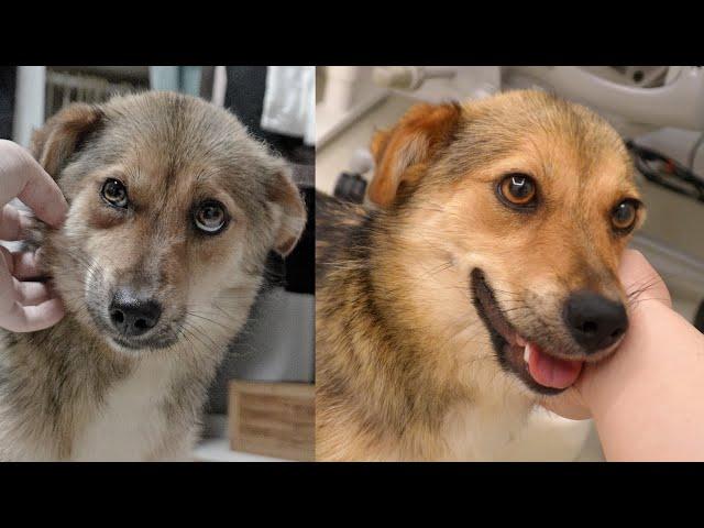 Changes in 160 days in puppies rescued from a dog farm