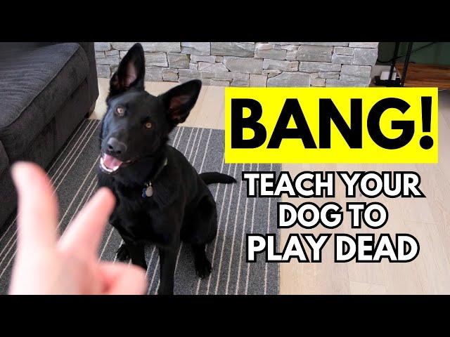 How to Teach Your Dog to Play Dead ("Bang!" dog trick)