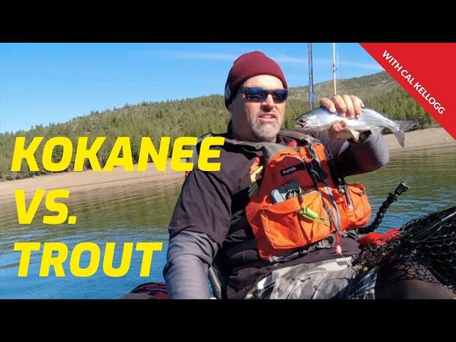 Kokanee and Trout Fishing Tactics: What's The Difference?