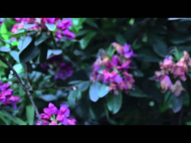 RelaxTube -  Flowers and Bees