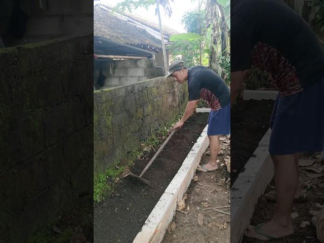 Bikin Raised Bed buat tanam Empon2 & bumbu dapur Kebun Samping Rumah  #youtubeshorts #berkebun