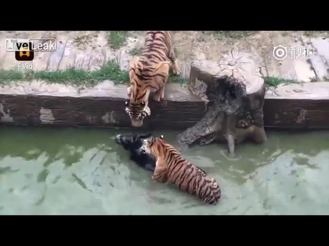 Live donkey being fed to tigers in zoo