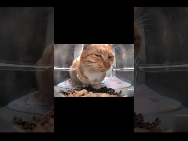 Orange cat behavior  #shortvideo #animals #orangecat #shorts #cute