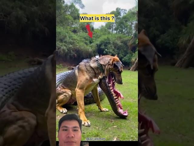 Sao hàm răng dài thế #funny #dog #video #animals #oddlysatisfying #cow