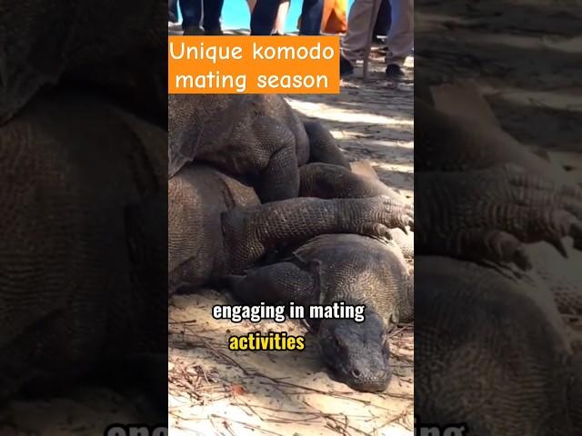 KOMODO MATING SEASONS#komodo #wildlife #animals #reptiles #toppredator #komodoisland #matingseason