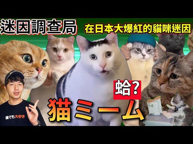 【迷因調查局】全球爆紅的"猫ミーム"貓貓迷因! 居然全部都來自抖音?「蛤」貓的真實叫聲超洗腦!盤點網路上超紅的迷因貓 【Zackyo老查呆呆】