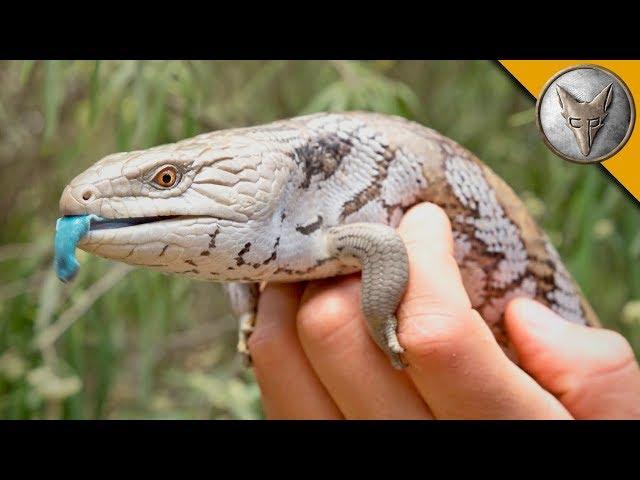 Blue Tongue Skink!