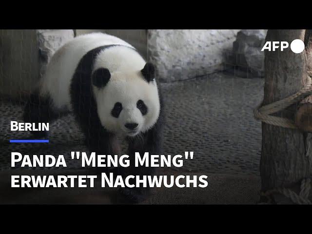 Berliner Panda-Dame "Meng Meng" ist schwanger | AFP