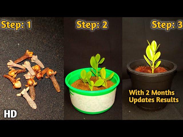 How to grow Clove Plants from seed : घर पर लौंग के बीज का अंकुरण कैसे करें | How to germinate Clove