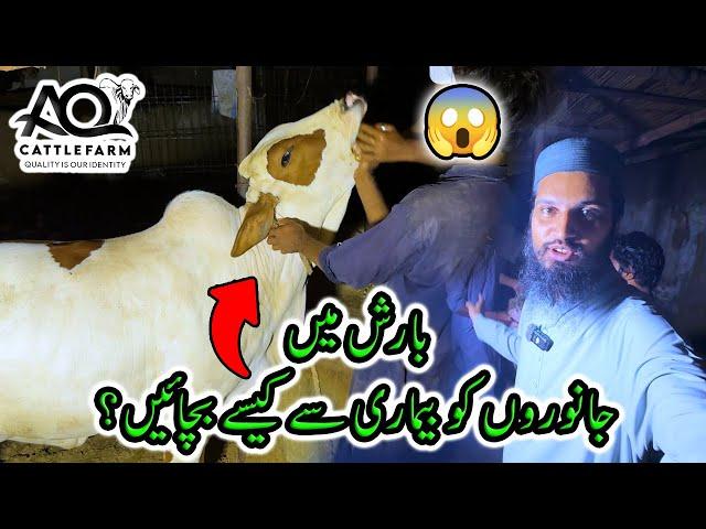 How to Protect Animals from Diseases in Heavy Rainings? AQ Cattle Farm (Urdu)