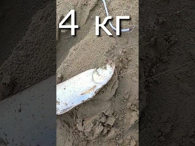 Another 4 kg overlooker