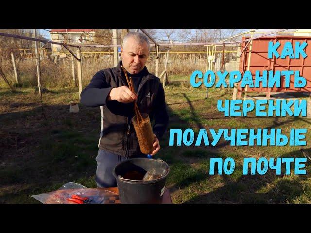 Как сохранить черенки полученные по почте.