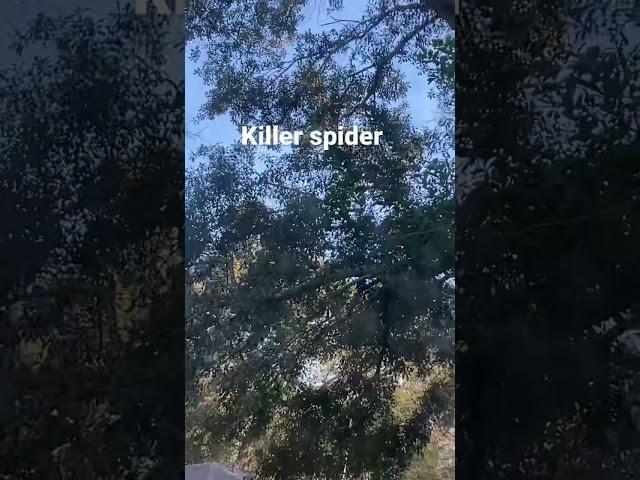 Have you ever Ben bit by a spider