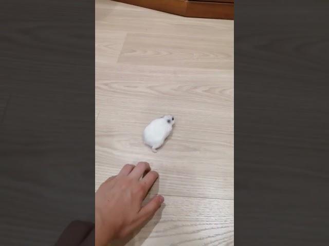 #смешной) #джунгарик #хомяк #Мышуня #скорость