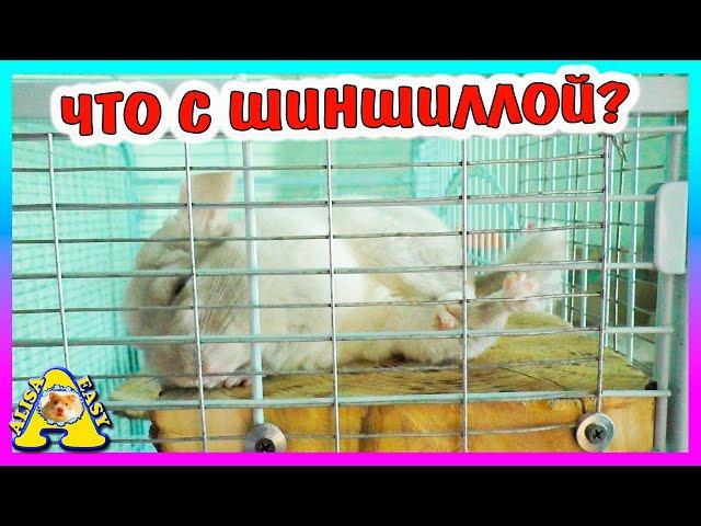 Что случилось с шиншиллой? /  ЗООПОКУПКИ / Хомячиха родила? / Alisa Easy Pets