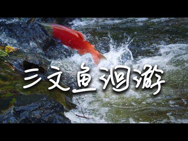 Salmon Migration  | It is also a glorious, tragic and poignant story !!!