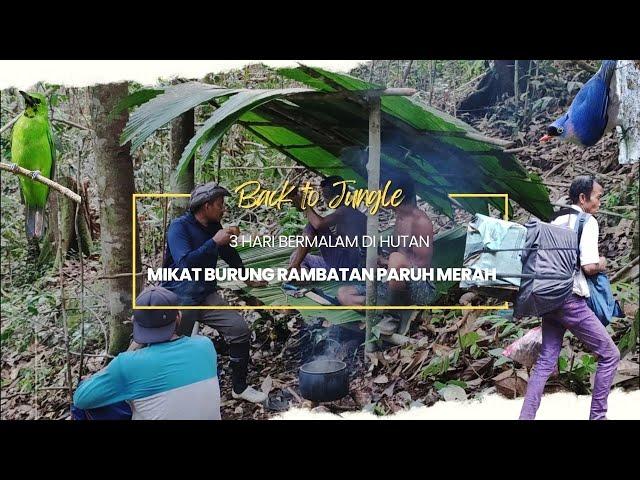 CAMPING 3 HARI DALAM HUTAN MIKAT BURUNG CUCAK IJO DAN RAMBATAN PARUH MERAH Part 2