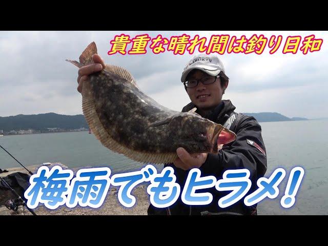 梅雨でもヒラメは釣れるんです！貴重な晴れ間は釣り日和