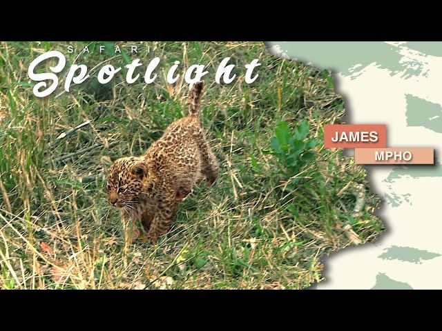 A delightful afternoon with Tlalamba's leopard cubs - Safari Spotlight #43
