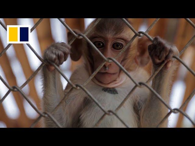 Monkeys caged for first time in Thai buffet festival