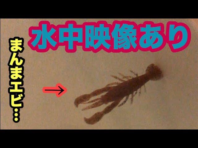 【水中映像】ボトムアップの新作ハリーシュリンプがやばかった…