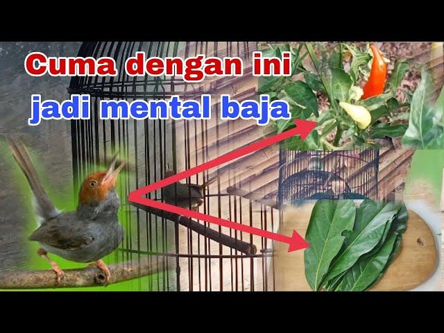 Cara menaikan mental burung prenjak agar memiliki mental baja dan fighter.