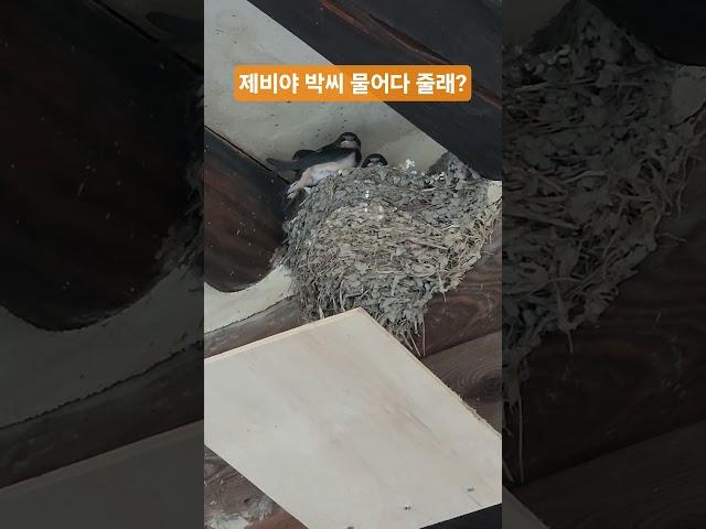 제비야 박씨 물어다 줄래?  #제비 #처마밑제비집 #시골풍경 #외암민속마을