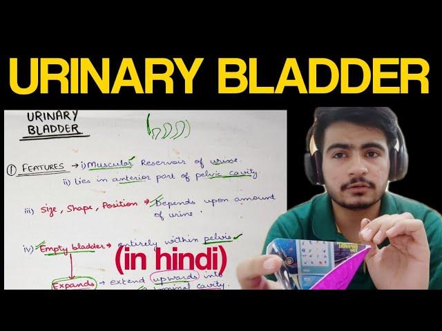 Urinary Bladder - 1 | Anatomy