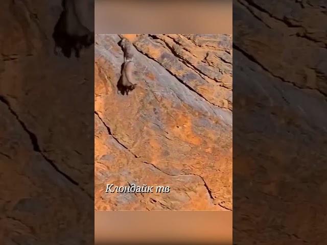 Снежный барс роняет добычу в пропасть.