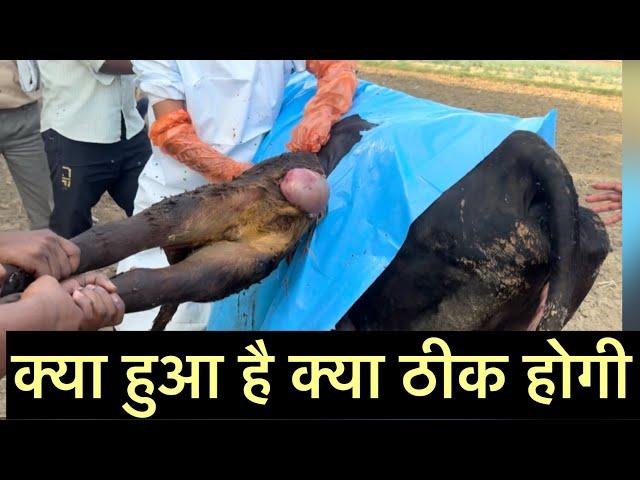 Cesarean section l Dystocia l Difficulty in birth l dr Umar Khan