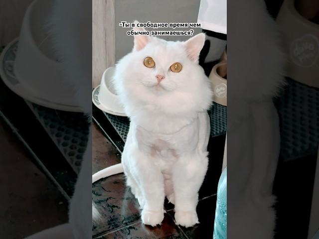 Странный вопрос🫣 #питомцы #cat #кот #приколы #юмор #домашниеживотные #смешно #тренды #рек #шутки