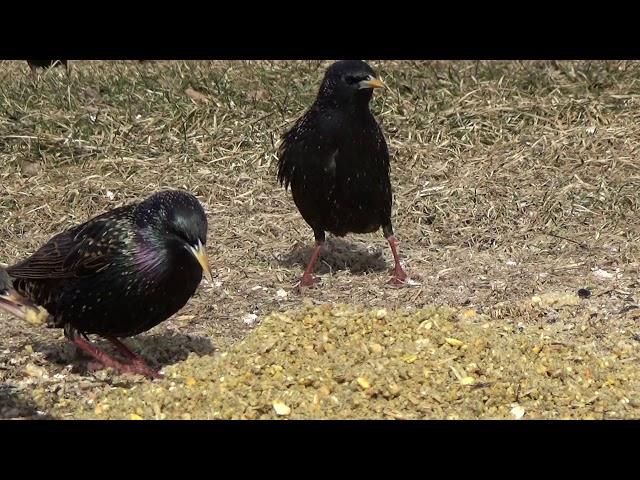 Starlings Female Male Difference