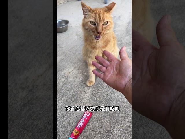 狮子王——家养的流浪猫