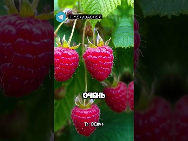 Благодаря этому способу малина станет очень сладкой  #огород #сад дача #сад