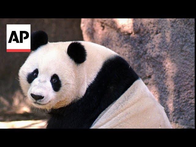 China plans to send San Diego Zoo more pandas this year, reintroducing panda diplomacy