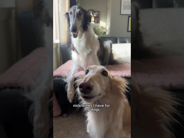 nicknames are my love language #dogsofyoutube #dog #borzoi #voiceover #silkenwindhound #shorts