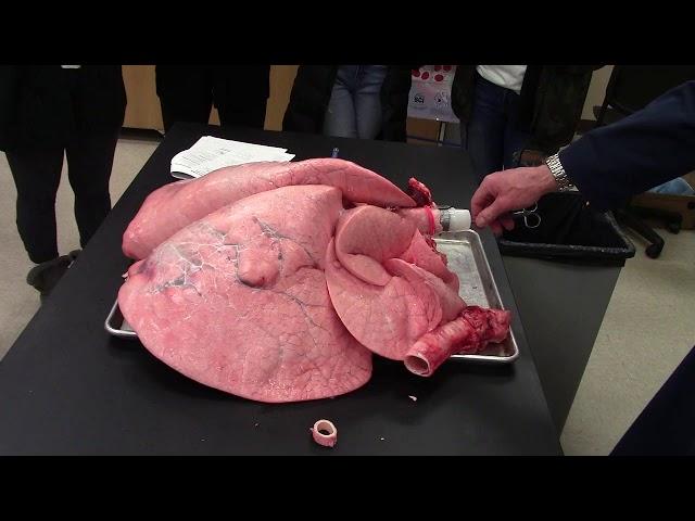 Cow lung inflation