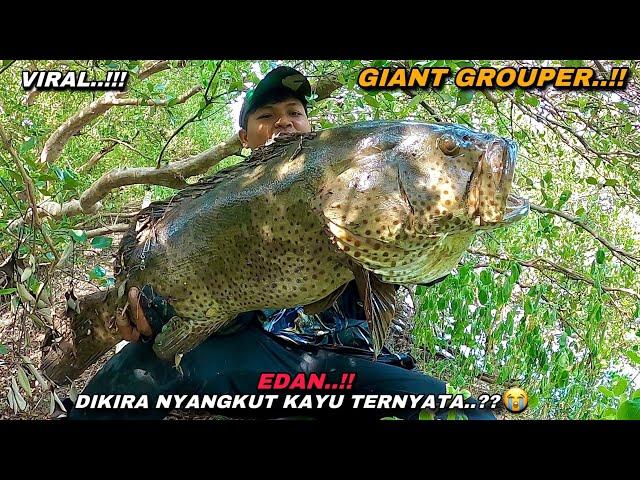 Viral..! Mancing kakap putih malah di sambar kerapu monster sampai kuwalahan