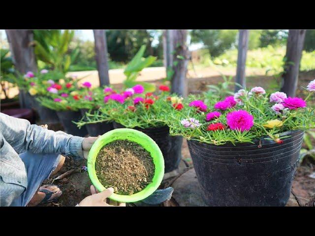 Planting moss rose with natural fertilizer can use cow dung grow faster in short time