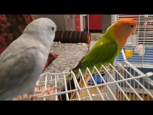 Lovebird Meeting Tiny Friend - Tesla and Parrotlet