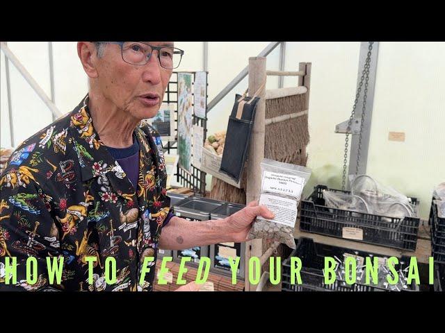 How To Feed Your Bonsai