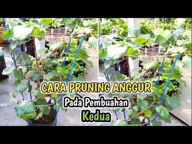 CARA PRUNING ANGGUR PADA PEMBUAHAN KEDUA‼️