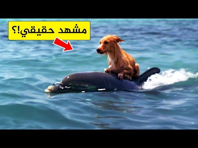 30 حيوان تصرفوا أفضل من البشرسبحان الله!