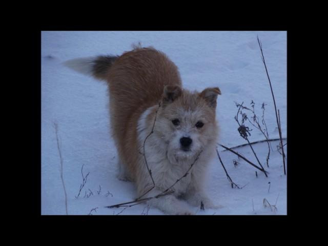 Зимняя  сказка